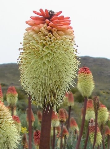 Kniphofia caulescens hairy when flowering